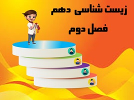 پاورپوینت زیست دهم رشته تجربی فصل دوم گوارش وجذب مواد از صفحه17 تا 32