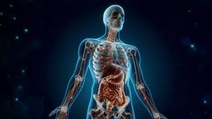 پاورپوینت مقدمه آناتومی