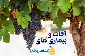 پاورپوینت آفات و بیماریهای انگور (ppt) 39 اسلاید